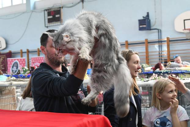 Bjelovar: Međunarodna izložba pasminskih mačaka u organizaciji Saveza felinoloških društava Hrvatske