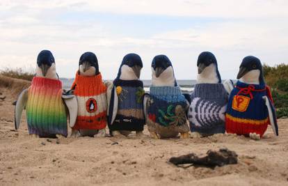 Griju ih i štite: Vesele pingvine obukli u džempere