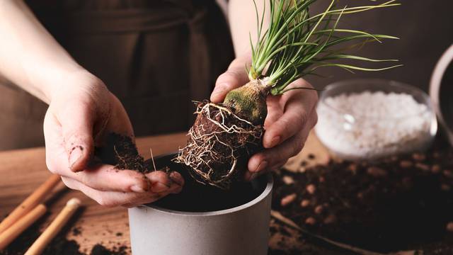 Evo kako spriječiti smrt kućnih biljaka: Od izbora teglica do pravilnog zalijevanja i tuširanja
