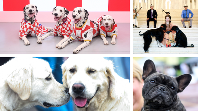 Nevjerojatno: Na Svjetskoj izložbi pasa u Zagrebu moći će se vidjeti 102 dalmatinera!