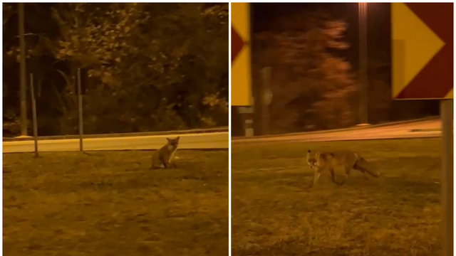 VIDEO Lisica u noćnoj šetnji u Poreču: 'Izgledala je umiljato'