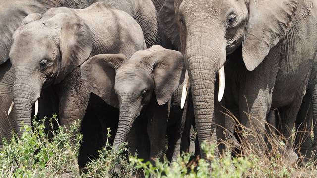 Serengeti National Park in Tanzania - elephant