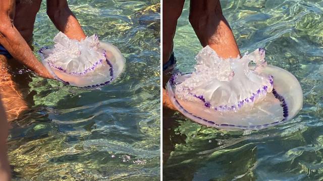VIDEO U Puli snimila ogromnu meduzu: 'Brisnula sam van iz vode, nije mi bilo svejedno'