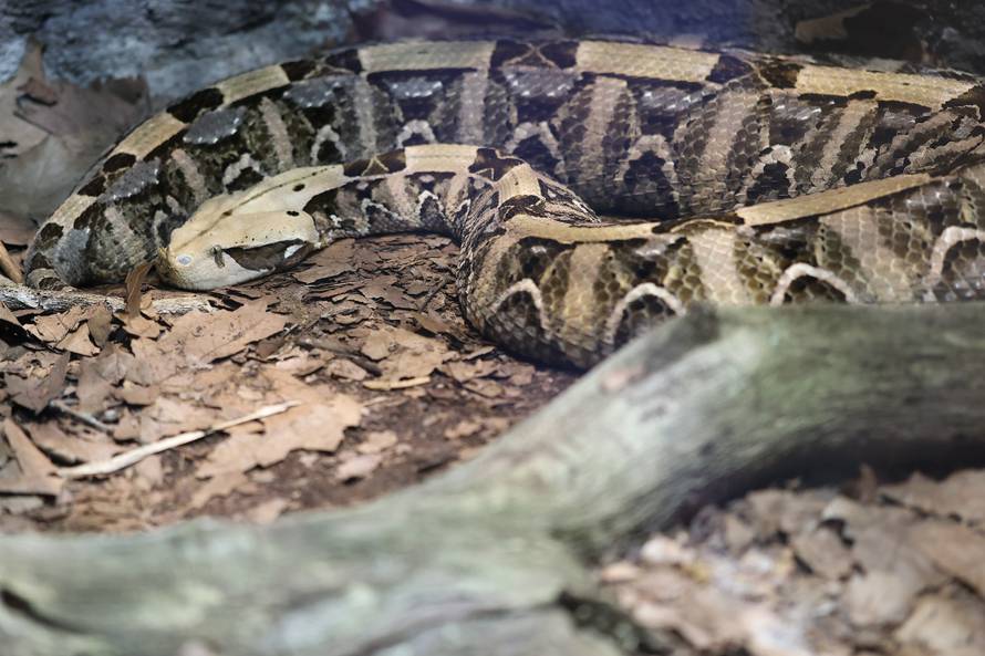 Mimikrija u zagrebačkom ZOO: Zaigrajte igru skrivača s nama!