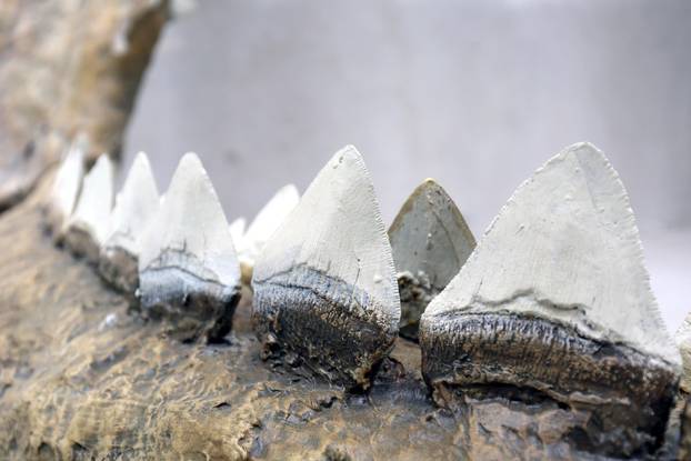 Zagreb: Završen je projekt Čuvar baštine Hrvatskog prirodoslovnog muzeja