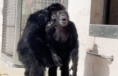 VIDEO Dirljiva snimka: Prvi put u životu ova je čimpanza vidjela nebo. Život je provela u kavezu