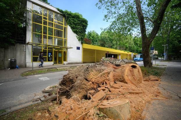 Zagreb: Veliko stablo srušilo se u Tuškancu i oštetilo ogradu kod javne garaže
