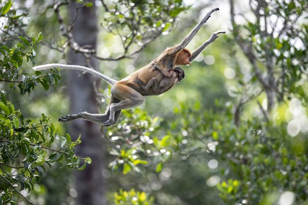 Deforestation and wildlife in Borneo