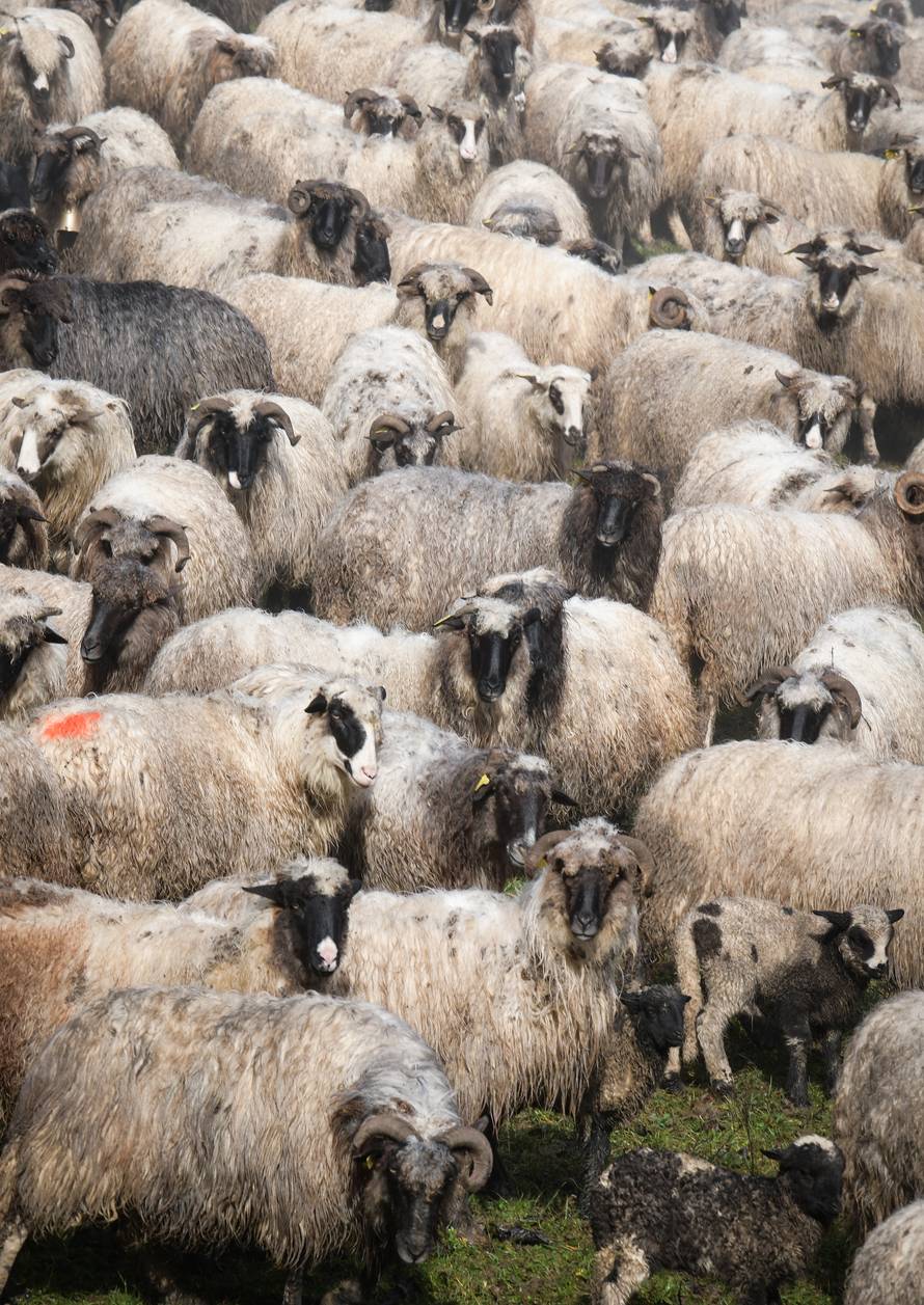 'Kuća mi je ostala čitava, a ovce su se uznemirile prije potresa'