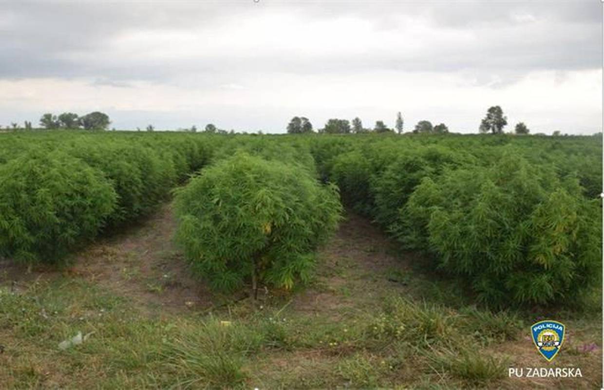 VIDEO Kod Benkovca pronašli najveću plantažu marihuane. Zasadio više od 7500 stabljiki