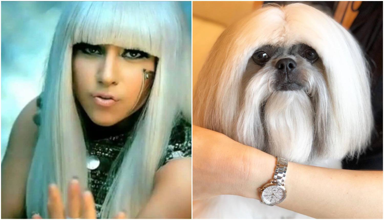 Psić postao zvijezda Instagrama jer sliči pjevačici Lady GaGi