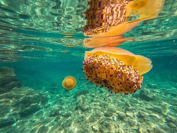 Na pulskom podru&ccaron;ju pojavile su se mediteranske meduze