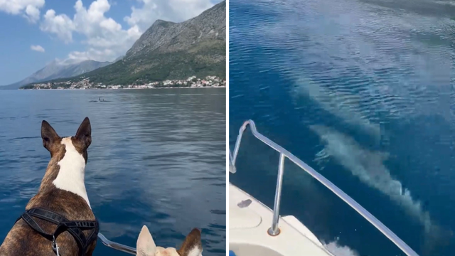 VIDEO Psi s broda znatiželjno gledali dupine kod Makarske: 'Plivali su uz nas neko vrijeme'