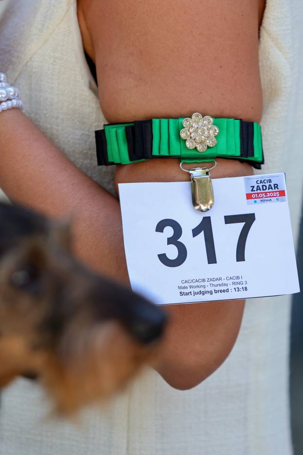 Zaton: Međunarodna izložba pasa pod nazivom CACIB Zadar 2025