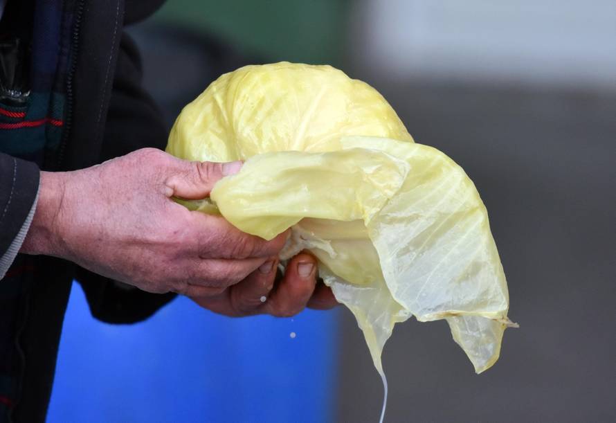 Jedite fermentiranu hranu: Domaći kiseli kupus je najbolji