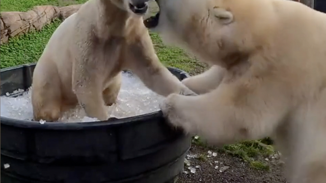 Igra polarnih medvjeda: Snimljeni kako se bezbrižno zabavljaju u bačvi leda