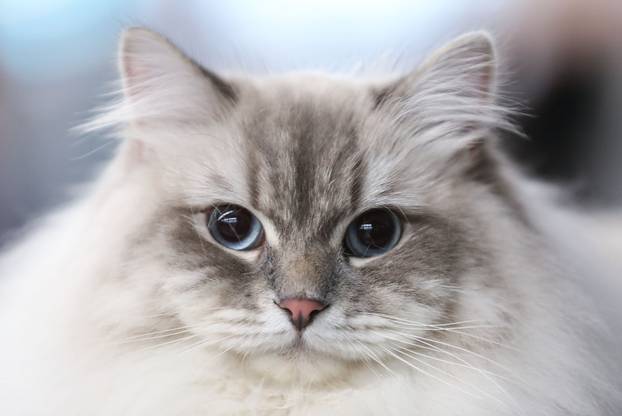 FOTO Otvorena Svjetska izložba mačaka u zagrebačkom Family Mallu! Traje i tijekom nedjelje