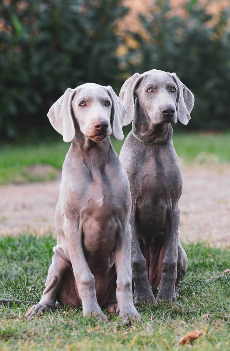 Ova fotografija nije AI, to su tri sestrice jantarnih očiju iz Siska!
