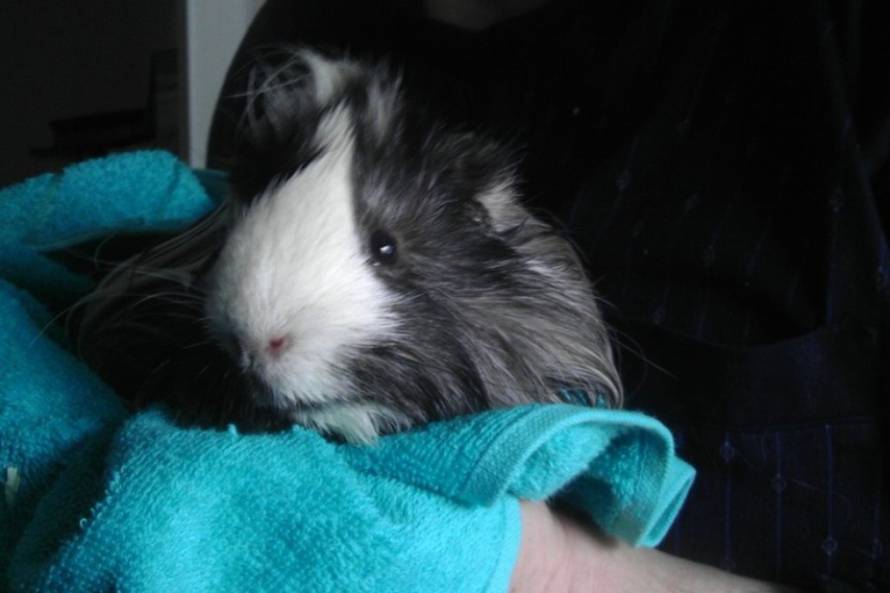 24Ljubimci/Daj šapu