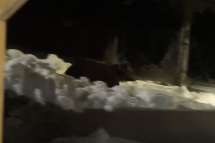 Mali medvjed u Gorskom Kotaru