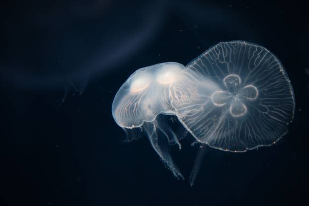 Transparent jellyfish swimming underwater in Aquarium.