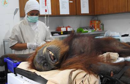 Stravična sudbina orangutana: Upucali ga iz zračnice 74 puta