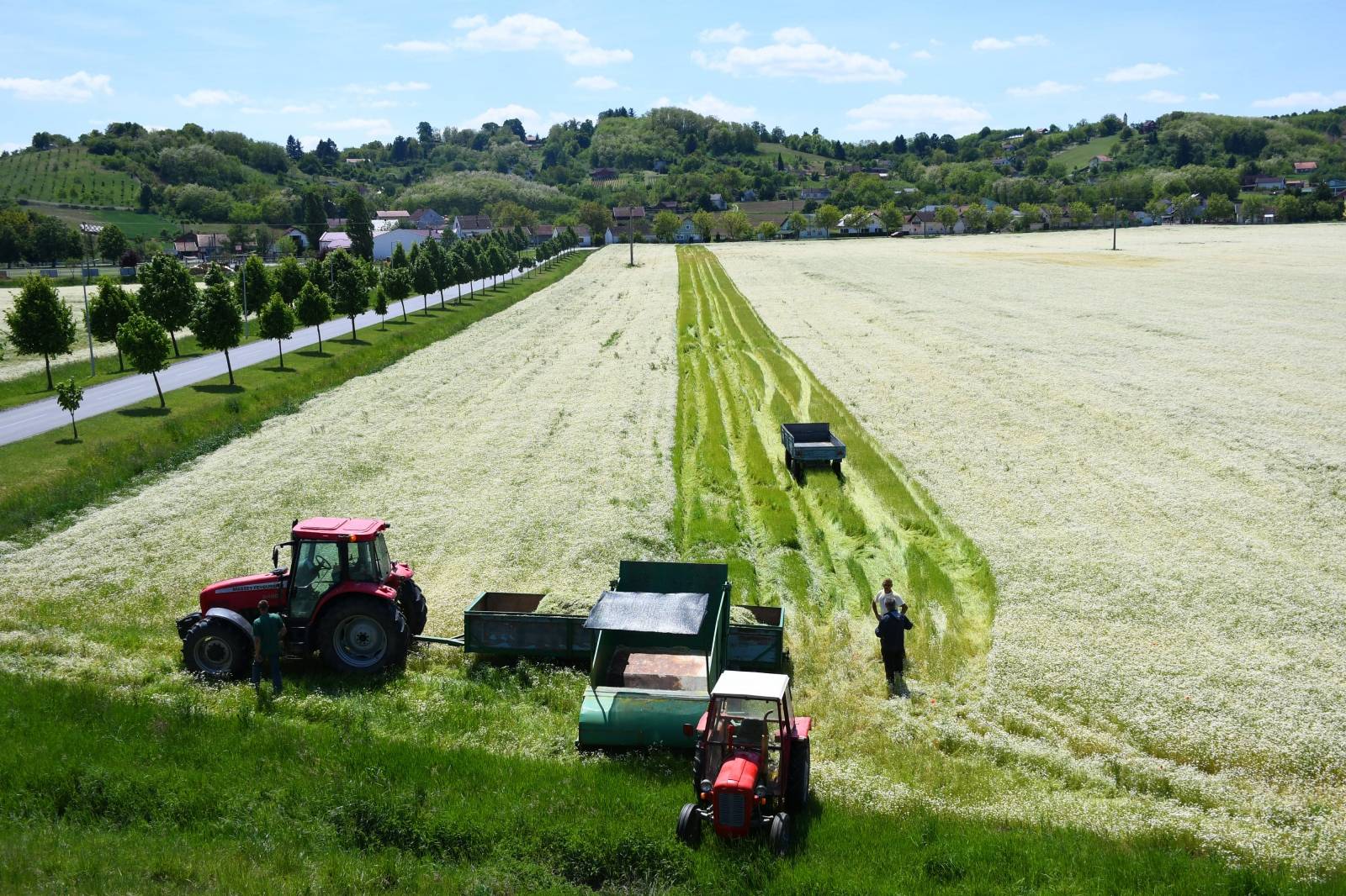 U tijeku je žetva kamilice na poljima u okolici Virovitice