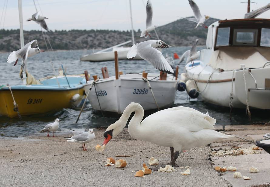 ? ibenik: Labud koji je za mje??tane naselja Dolac kao kuÄ?ni ljubimac