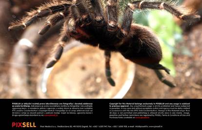 Otkrili kako se riješiti straha od pauka za samo dvije minute