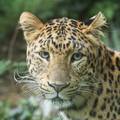 Bizarni incidenti u ZOO vrtu kod Subotice: Leopard usmrtio ženku, a zmija majmunicu