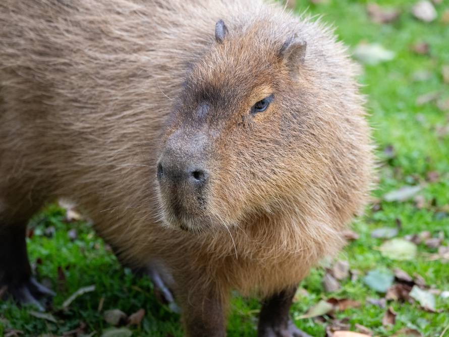 Tužno! U ZOO vrtu uspavali isti dan kapibaru i tapira. Bili su naj prijatelji, nisu ih htjeli razdvojiti