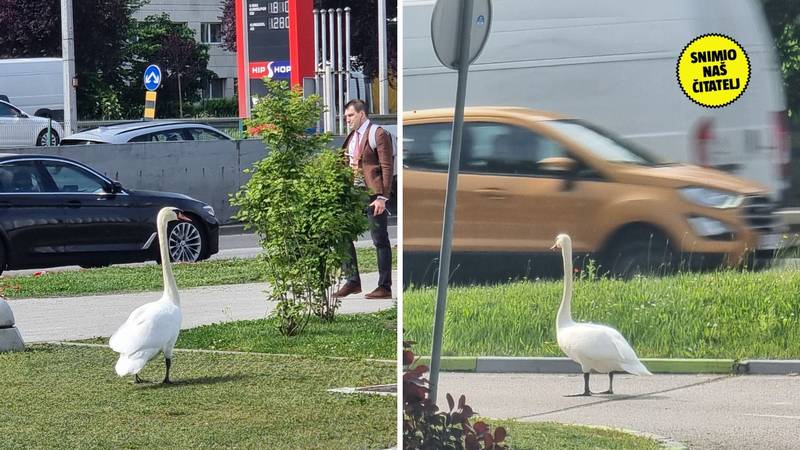 <div>FOTO E moj labude! Došao je na Slavonsku aveniju vidjeti pošto je benga: 'Bio je kao gospodin'</div> 28 24h pEcWWVy