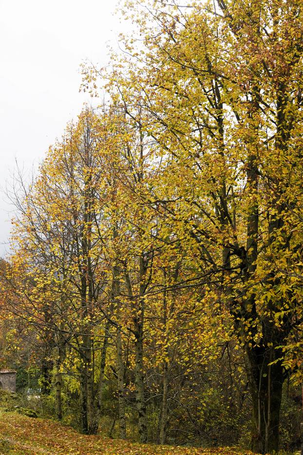 Vodice: Jesenja mističnost Ćićarije