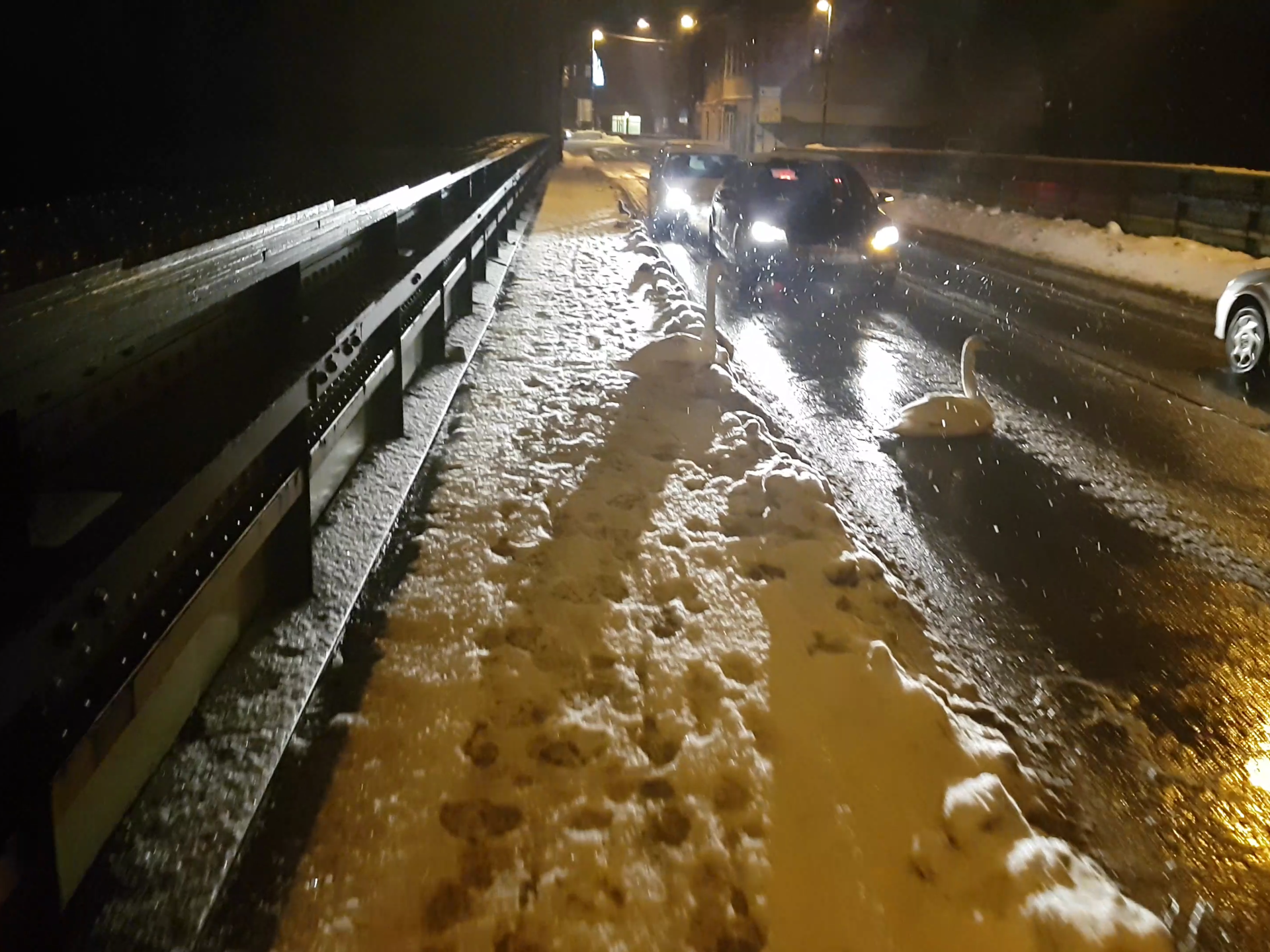 Ljubav na ledu: Labud svoju ženku čuvao od auta na mostu