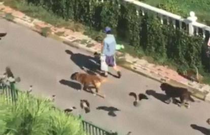 Snimka kao iz bajke: Ženu po ulici prate psi, mačke, ptice...
