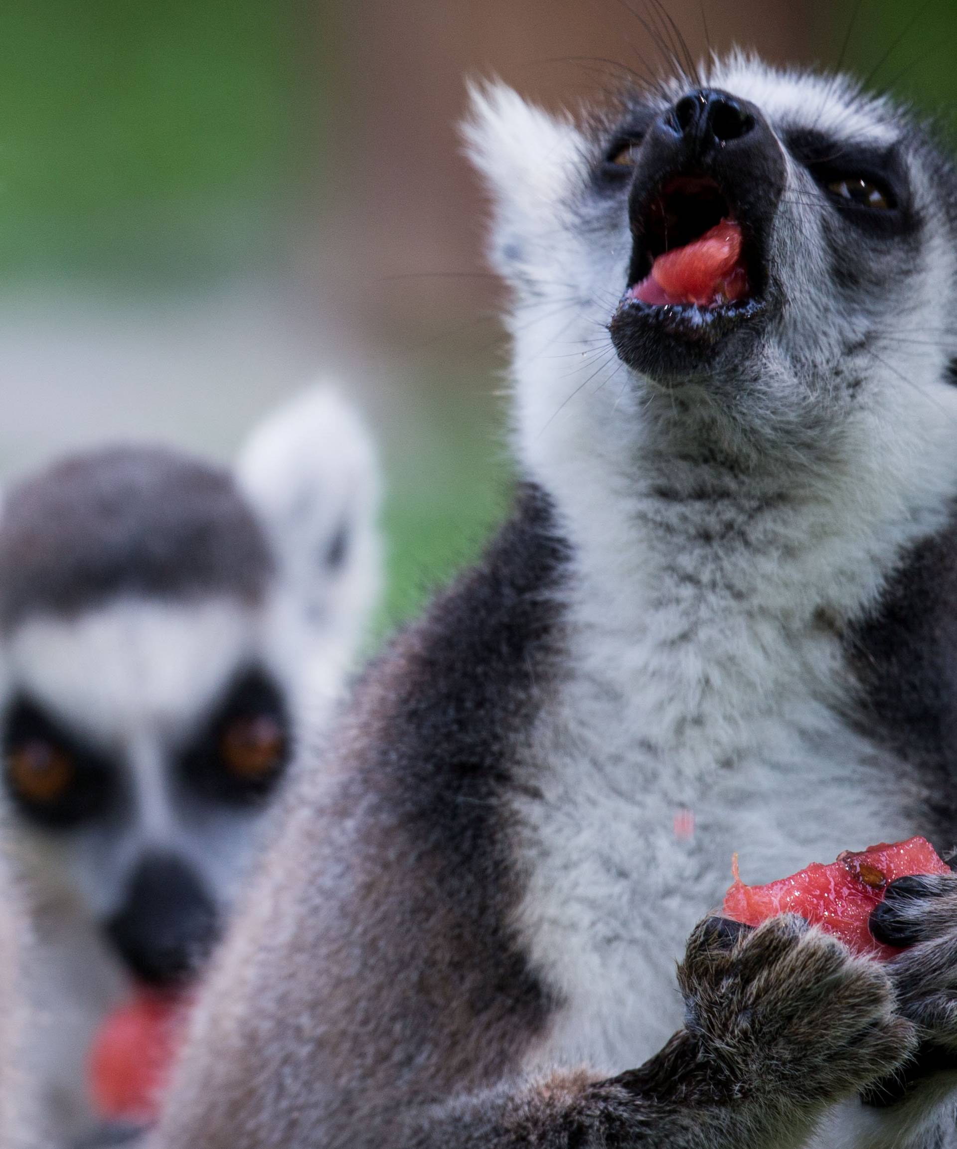 Lemurs eat watermelon to cool off as the city's highest temperatures remaining above 38 degrees Celsius (100 degrees Fahrenheit) for 10 days in Hangzhou