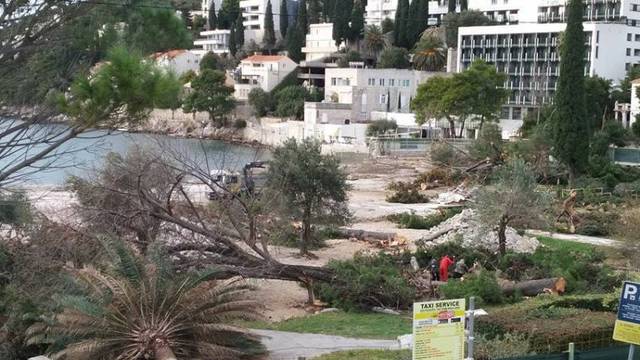 Masakr u uvali Lapad: Uređuju plažu pa odlučili posjeći stabla