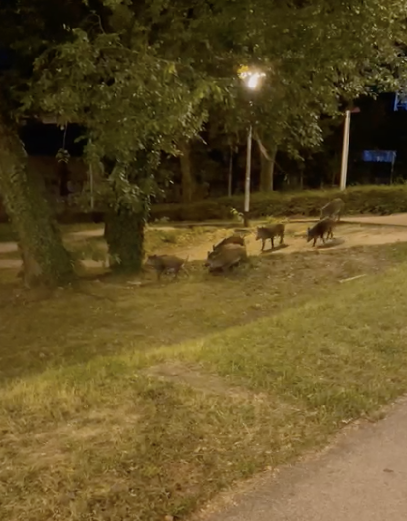 Za divlje svinje postavili zamke po Zagrebu: 'Ne radite selfie s njima, zovite odmah Dumovec'