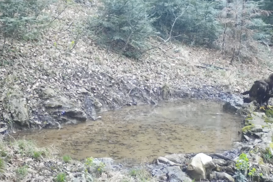 U Nacionalnom parku Plitvička jezera  zabilježen je mladi primjerak surog orla, jedne od najvećih ptica grabljivica