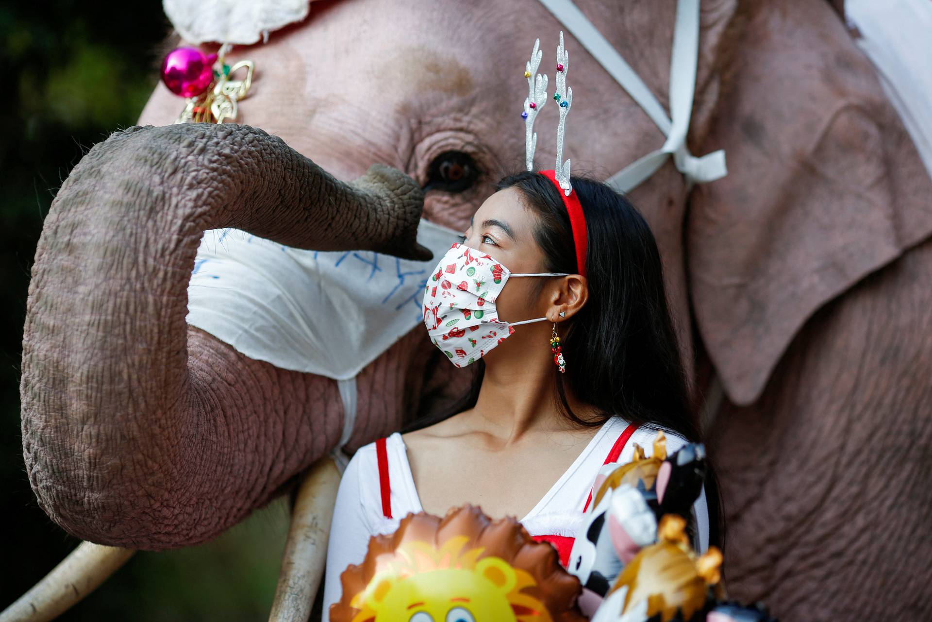 Elephants in Santa Claus costumes vist to a school