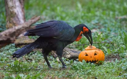 Životinje u zagrebačkom ZOO-u dobile bundeve