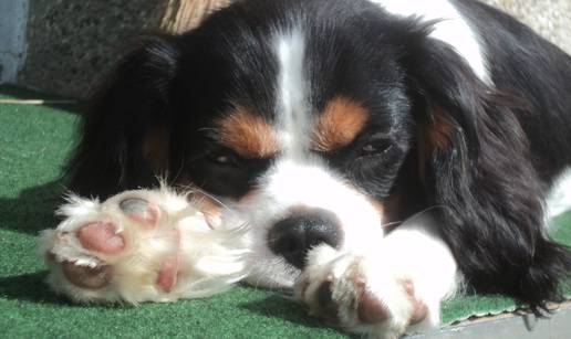 Cavalier King Charles španijel: Svestrani pas idealan za stan!