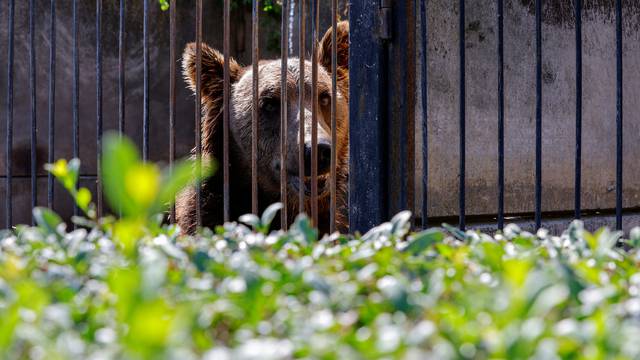 A bear lies inside an enclosure in Melitopol