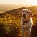 Veterinarka otkrila: Evo što vaš pas zapravo misli u svom životu