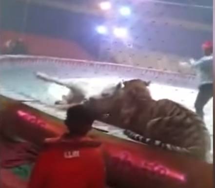 Strava u cirkusu: Divlje mačke na probi umalo  zaklale konja