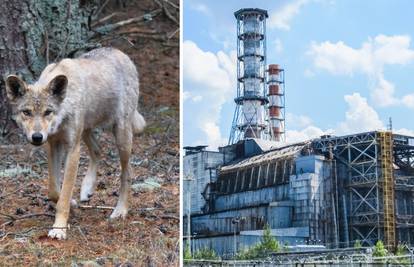 Černobilski vukovi-mutanti su otporni na rak. Struka se nada da bi to moglo pomoći ljudima
