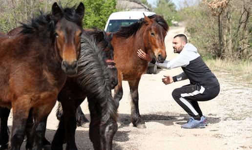 Kod Drniša su mu ukrali konje: 'Samo nek mi vrate moju kobilu Bibu. Zna ona i sama kući...'