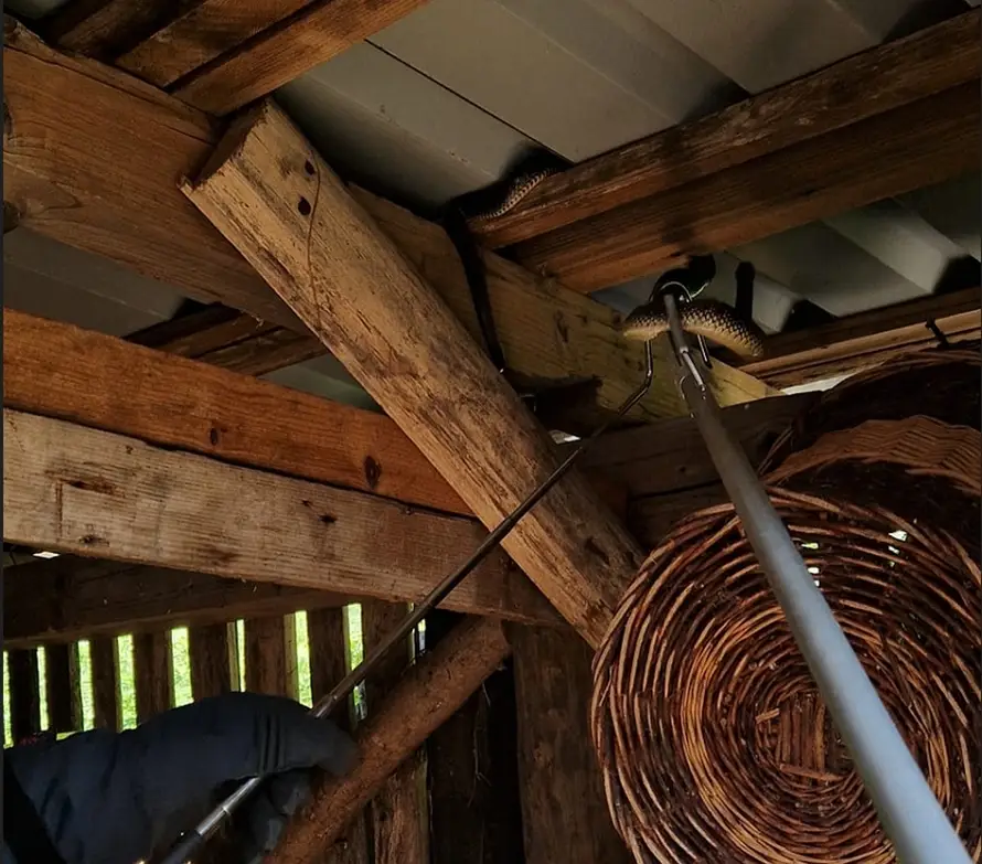 Najezda zmija: U Vrbovskom se zmije uvukle u grede, u kući u Zagrebu ih pronašli pri parenju