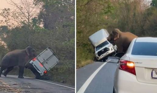 Slone jedan, pa nije ti tu zebra! Slon: Ma nemoj, sad ćeš vidjeti