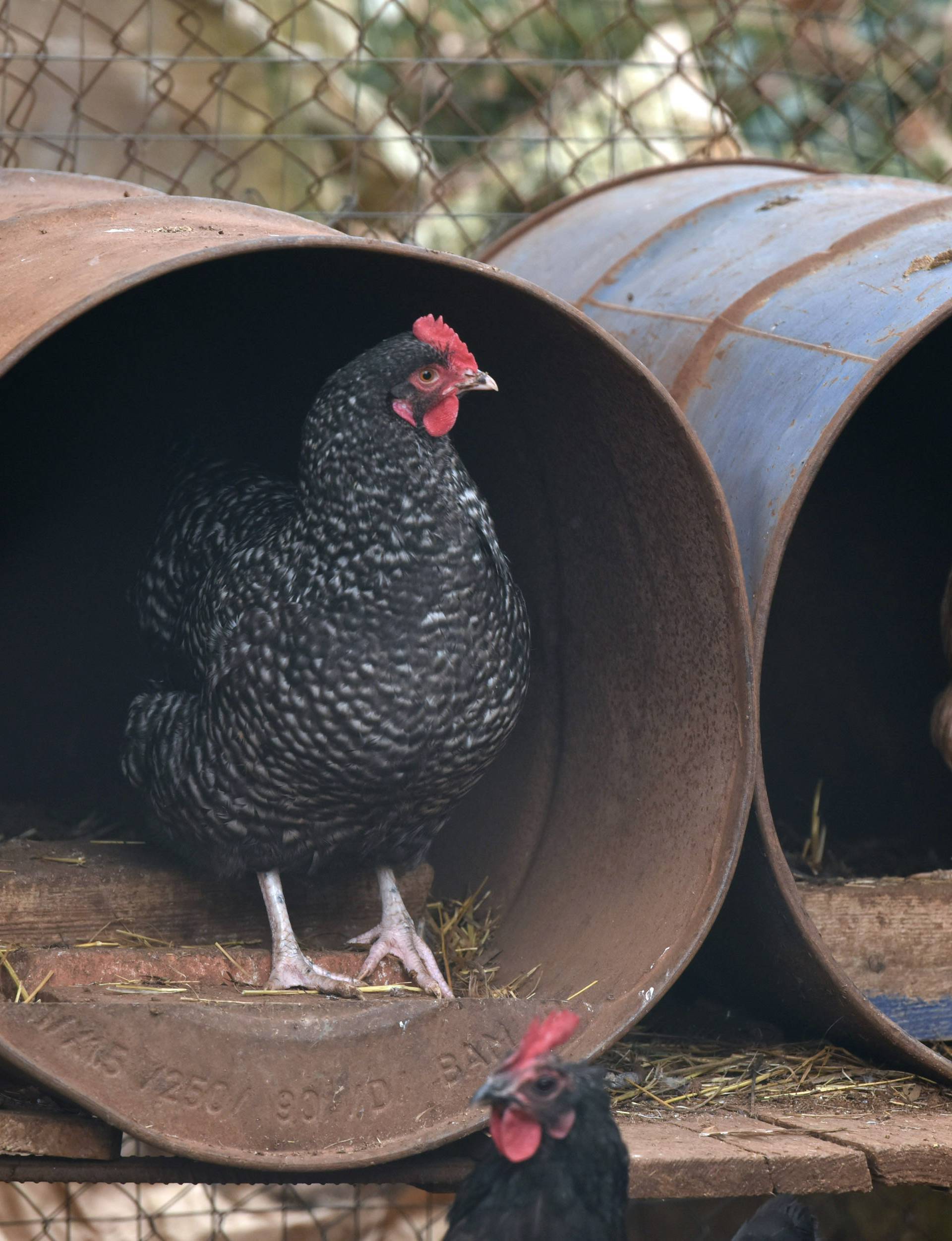 Eutanazirana perad zaražena ptičjom gripom, jaja uništena